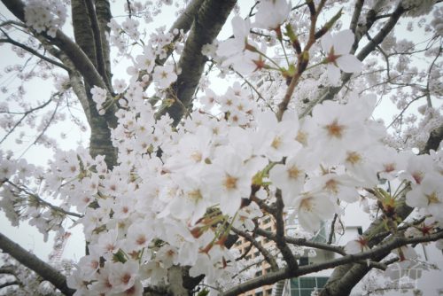 JAMP活動日記（2019年3月）